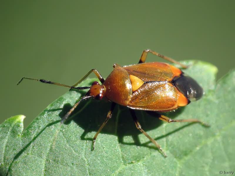 Deraeocoris ruber (Linnaeus, 1758)